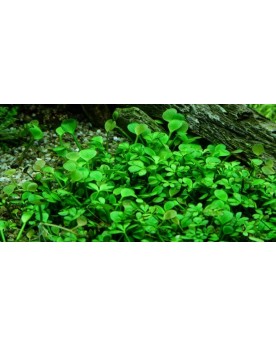 Marsilea hirsuta